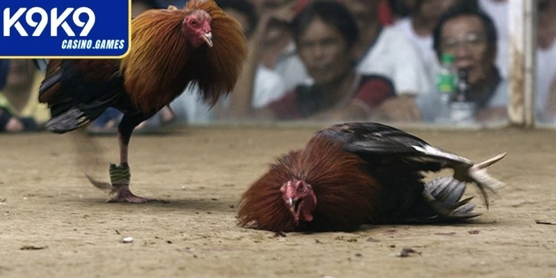 Khám phá đá gà cựa dao