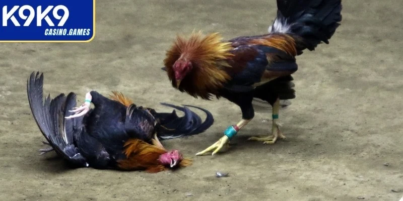 Quan sát tốc độ áp sát và khả năng giữ thăng bằng