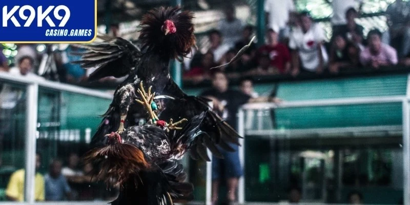 Cược chấp cân ký theo đòn đánh