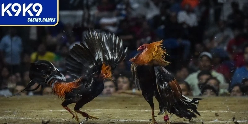 Nhận biết chiến kê có bản lĩnh thi đấu dài hơi