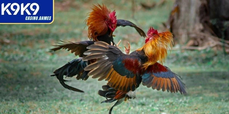 Quy luật khi tham gia đá gà đòn Thomo